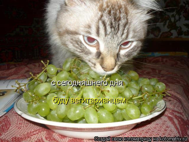 буду вегитарианцем с сегодняшнего дня... Котоматрица: буду вегитарианцем с сегодняшнего дня