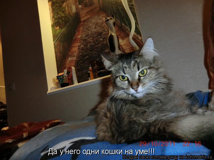 Да у него одни кошки на уме!!!... Котоматрица: Да у него одни кошки на уме!!!