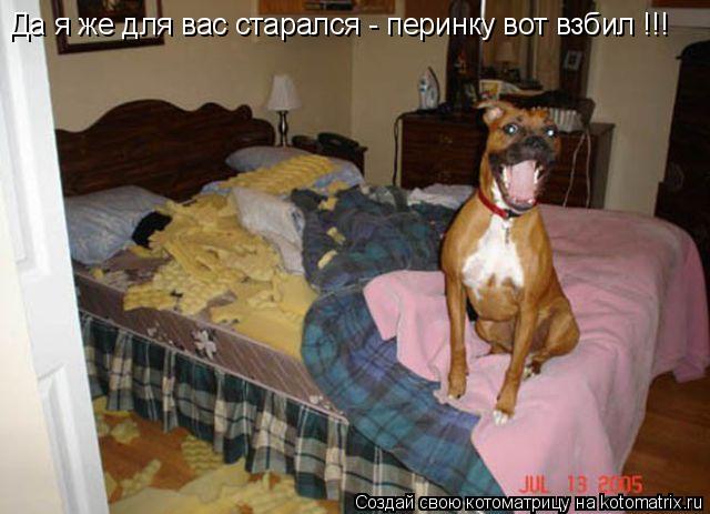 Да я же для вас старался - перинку вот взбил !!!... Котоматрица: Да я же для вас старался - перинку вот взбил !!!
