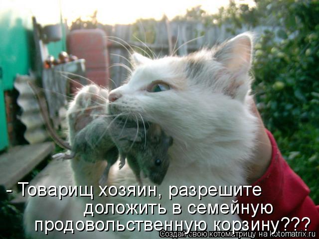 продовольственную корзину??? - Товарищ хозяин, разрешите доложить в семейную... Котоматрица: продовольственную корзину??? - Товарищ хозяин, разрешите доложить в семейную
