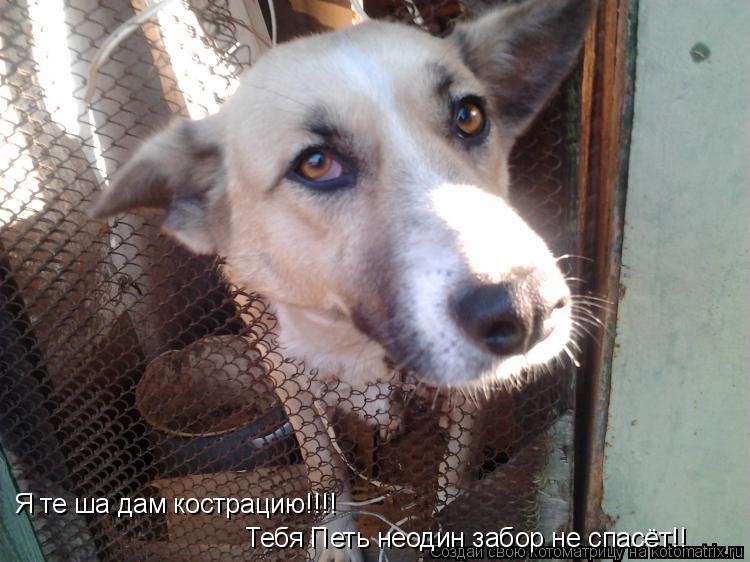 Я те ша дам кострацию!!!! Тебя Петь неодин забор не спасёт!!... Котоматрица: Я те ша дам кострацию!!!! Тебя Петь неодин забор не спасёт!!