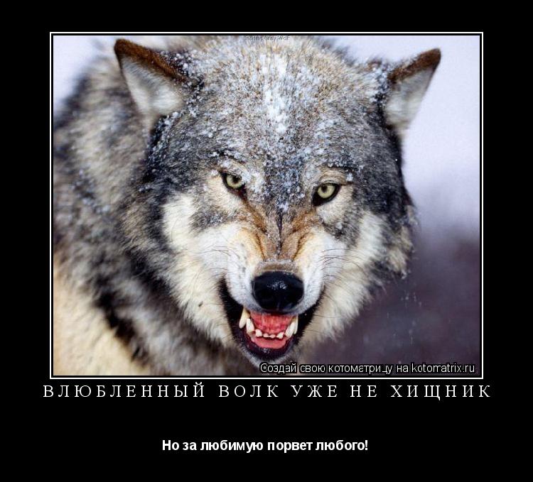 Котоматрица: Влюбленный волк уже не хищник Но за любимую порвет любого!