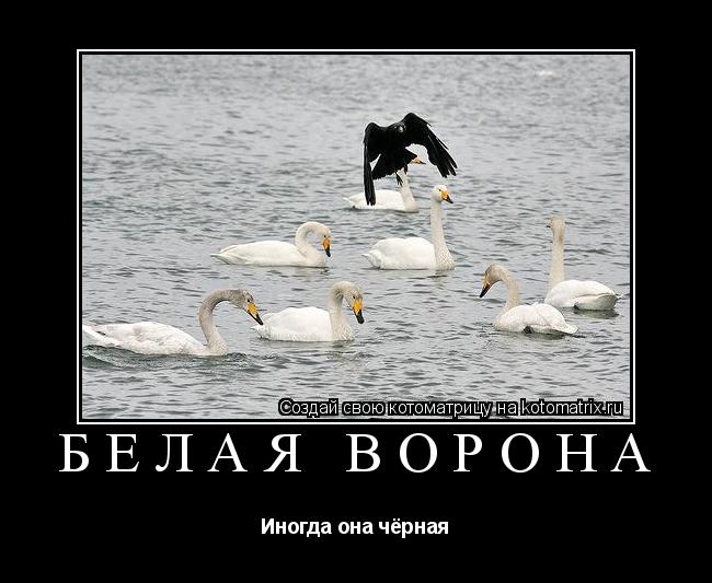 Котоматрица: белая ворона Иногда она чёрная