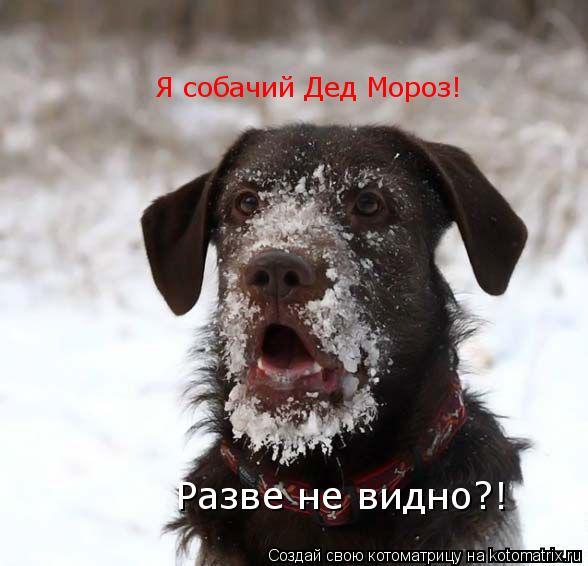Я собачий Дед Мороз! Разве не видно?!... Котоматрица: Я собачий Дед Мороз! Разве не видно?!