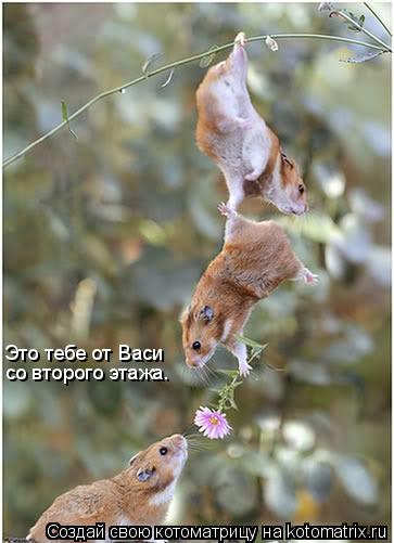 Это тебе от Васи со второго этажа.... Котоматрица: Это тебе от Васи со второго этажа.