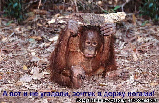 Котоматрица: А вот и не угадали, зонтик я держу ногами!