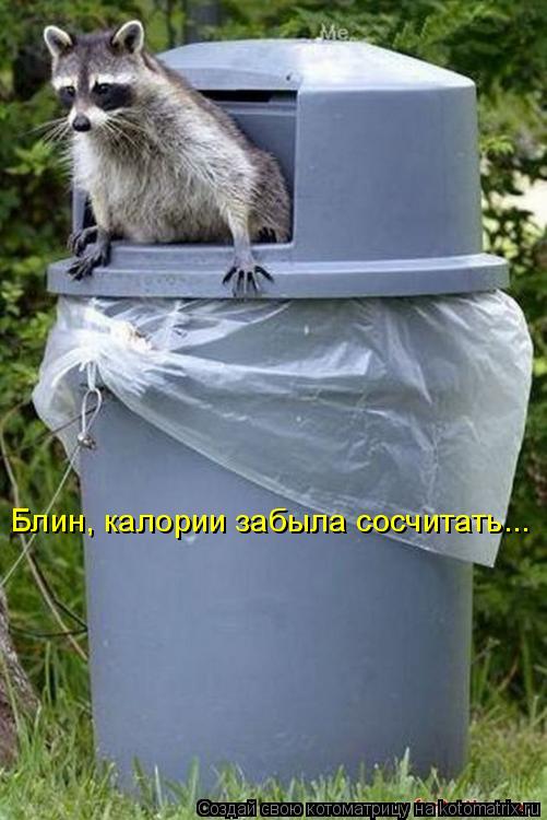 Котоматрица: Блин, калории забыла сосчитать...