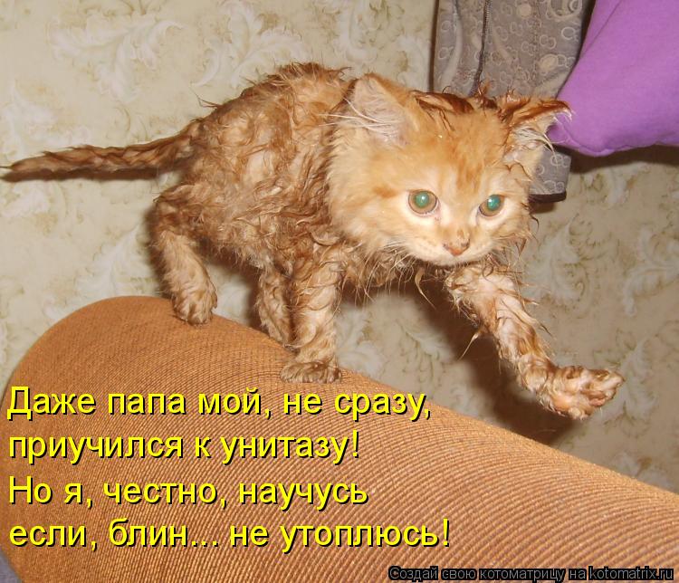 Даже папа мой, не сразу, приучился к унитазу! Но я, честно, научусь если, блин... не утоплюсь!... Котоматрица: Даже папа мой, не сразу, приучился к унитазу! Но я, честно, научусь если, блин... не утоплюсь!