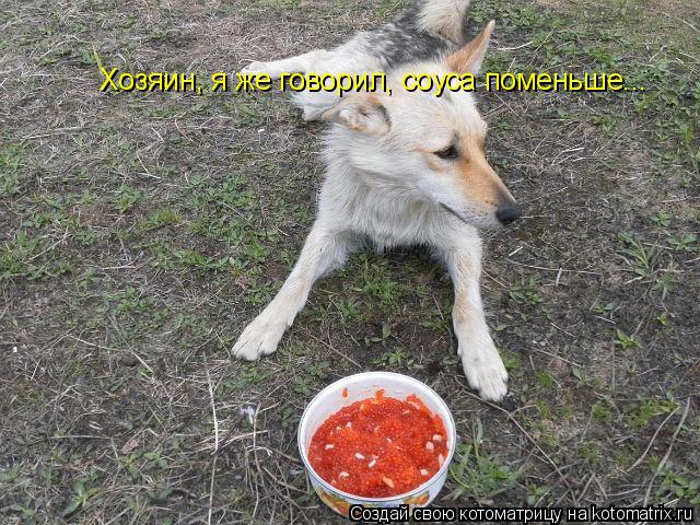 Котоматрица: гшарп Хозяин, я же говорил, соуса поменьше...