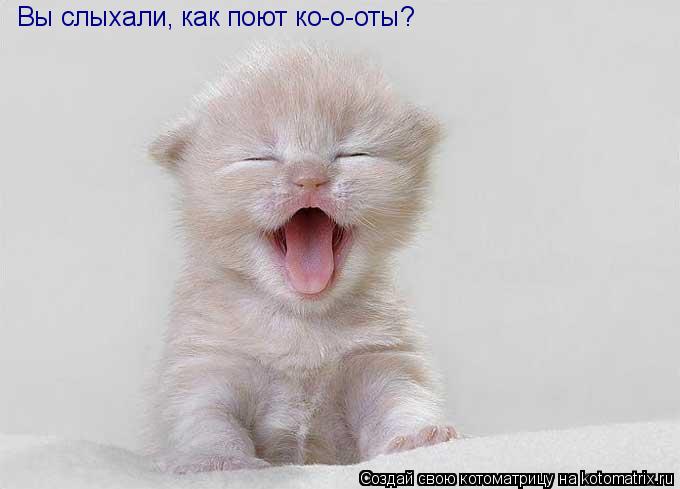 Котоматрица: Вы слыхали, как поют ко-о-оты?