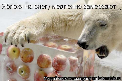 Яблоки на снегу медленно замерзают ...... Котоматрица: Яблоки на снегу медленно замерзают ...