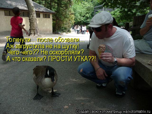 Толкнули... после обозвали... Аж загрустила не на шутку! ...Чего-чего?? Не оскорбляли? А что сказали?... Котоматрица: Толкнули... после обозвали... Аж загрустила не на шутку! ...Чего-чего?? Не оскорбляли? А что сказали? ПРОСТИ УТКА??!