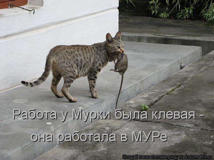 Работа у Мурки была клевая - она работала в МУРе... Котоматрица: Работа у Мурки была клевая - она работала в МУРе