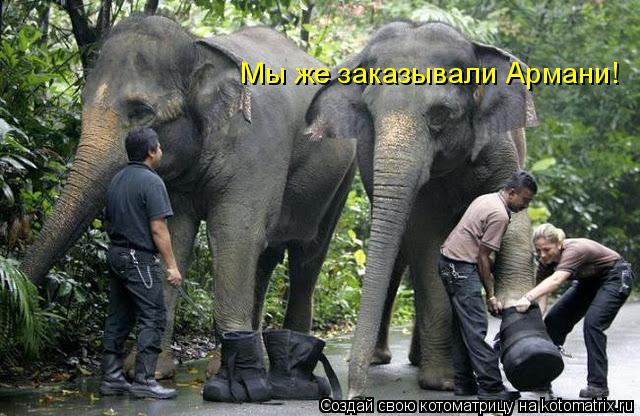 Котоматрица: Мы же заказывали Армани!