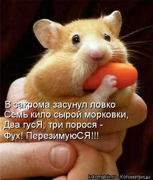 В закрома засунул ловко Семь кило сырой морковки, Два гусЯ, три порося - Фух! ПерезимуюСЯ!!!... Котоматрица: В закрома засунул ловко Семь кило сырой морковки, Два гусЯ, три порося - Фух! ПерезимуюСЯ!!!