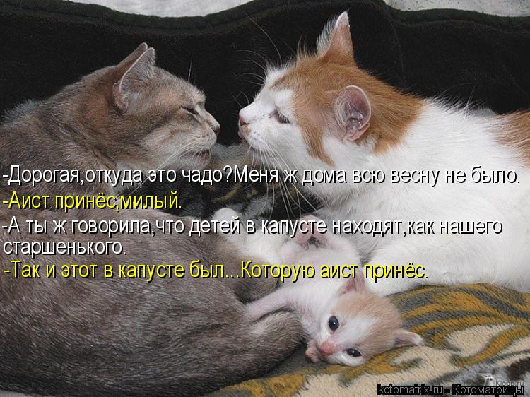 -Дорогая,откуда это чадо?Меня ж дома всю весну не было. -Аист принёс,милый. -А ты ж говорила,что дете... Котоматрица: -Дорогая,откуда это чадо?Меня ж дома всю весну не было. -Аист принёс,милый. -А ты ж говорила,что детей в капусте находят,как нашего старшенько