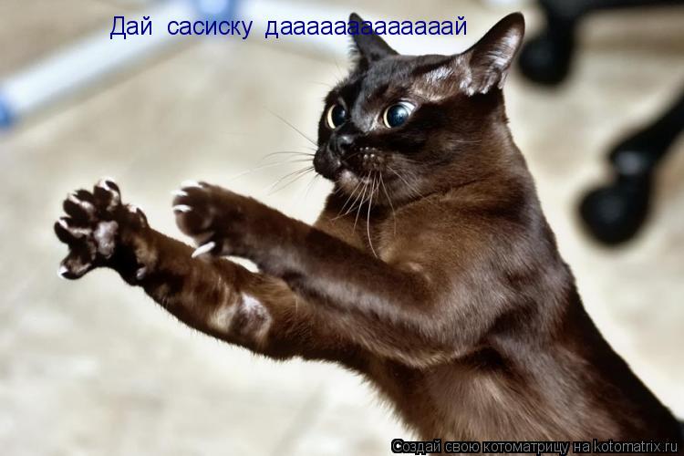 Дай сасиску дааааааааааааай... Котоматрица: Дай сасиску дааааааааааааай