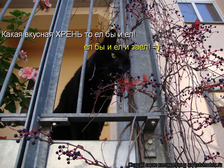 Котоматрица: Какая вкусная ХРЕНЬ то ел бы и ел! ел бы и ел и заел! =)