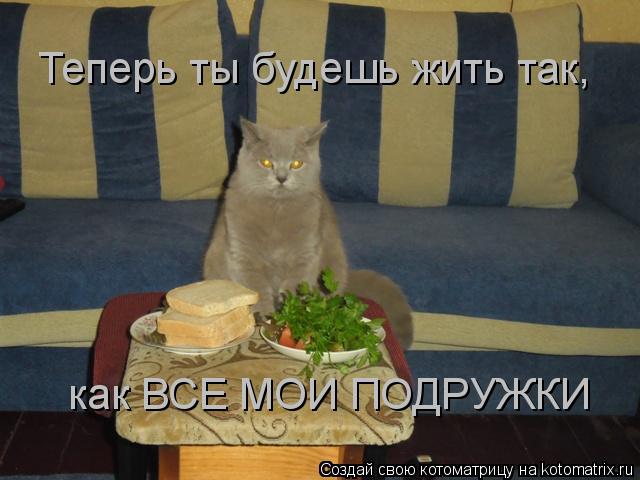 Котоматрица: Теперь ты будешь жить так, как ВСЕ МОИ ПОДРУЖКИ