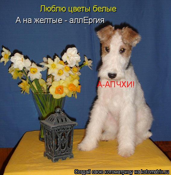 Котоматрица: Люблю цветы белые А на желтые - аллЕргия А-АПЧХИ!
