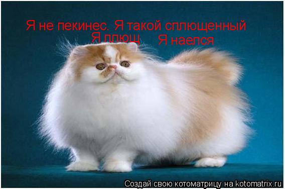 Я не пекинес. Я такой сплющенный Я наелся Я плющ... Котоматрица: Я не пекинес. Я такой сплющенный Я наелся Я плющ