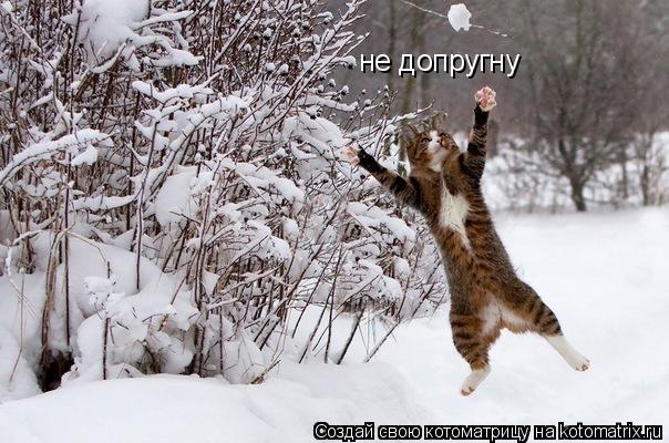 не допругну... Котоматрица: не допругну