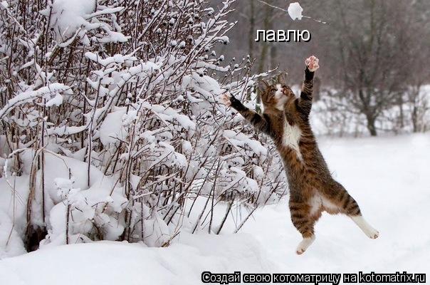 лавлю... Котоматрица: лавлю