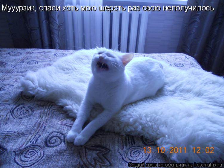 Мууурзик, спаси хоть мою шерсть раз свою неполучилось... Котоматрица: Мууурзик, спаси хоть мою шерсть раз свою неполучилось