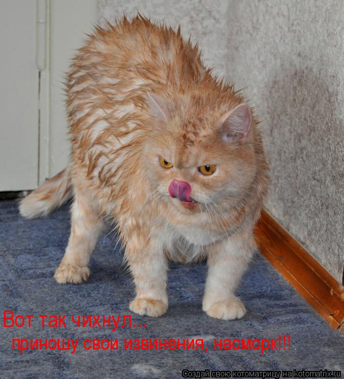Котоматрица: Вот так чихнул... приношу свои извинения, насморк!!!
