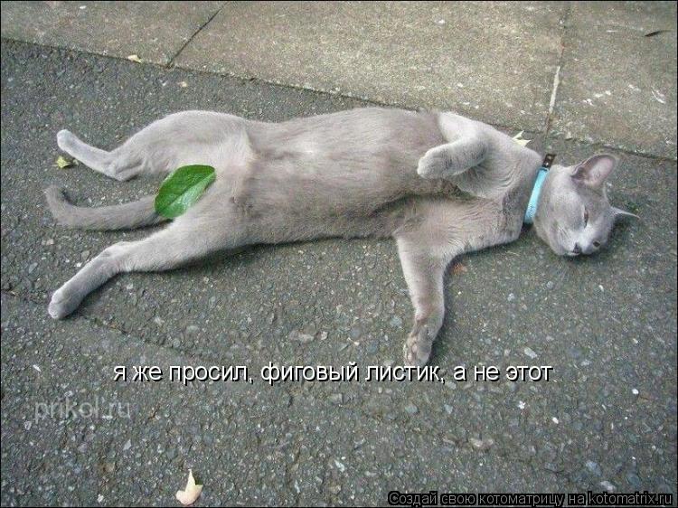 я же просил, фиговый листик я же просил, фиговый листик, а не этот... Котоматрица: я же просил, фиговый листик я же просил, фиговый листик, а не этот