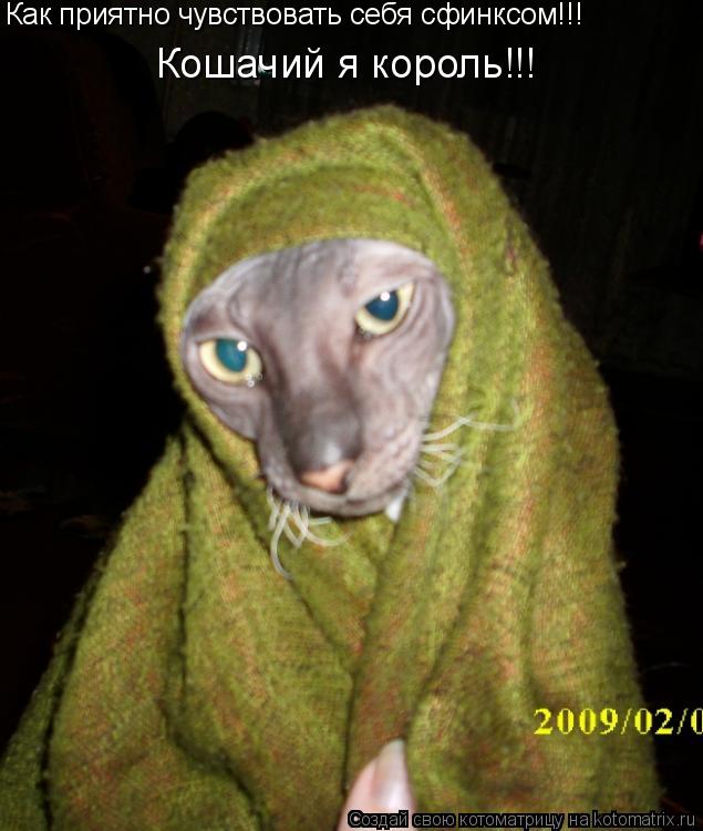 Котоматрица: Как приятно чувствовать себя сфинксом!!! Кошачий я король!!!