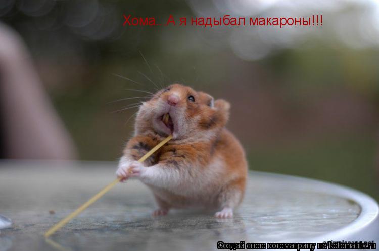 Хома...А я надыбал макароны!!!... Котоматрица: Хома...А я надыбал макароны!!!