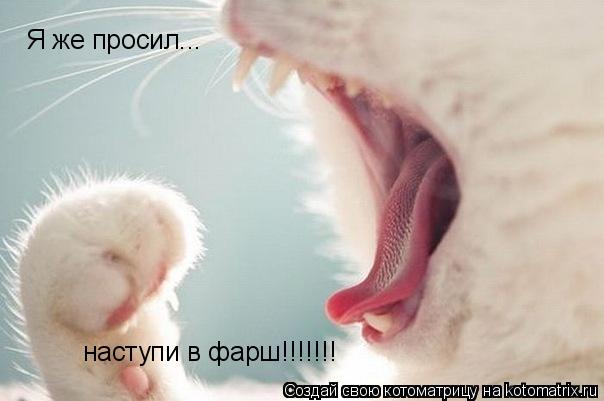 Я же просил... наступи в фарш!!!!!!!... Котоматрица: Я же просил... наступи в фарш!!!!!!!
