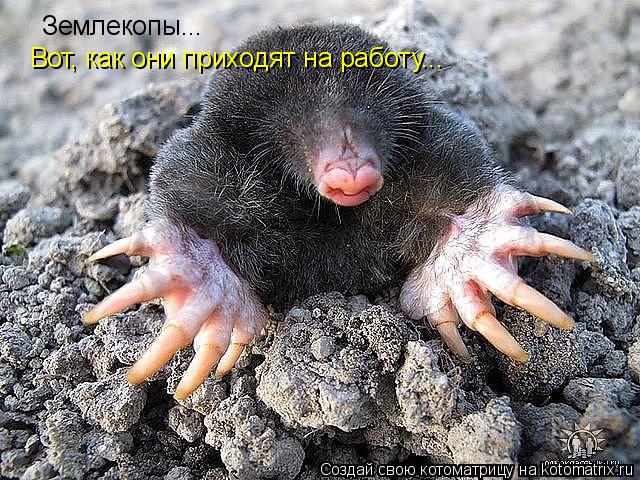 Котоматрица: Землекопы... Вот, как они приходят на работу...