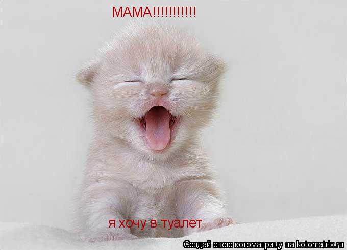 Котоматрица: МАМА!!!!!!!!!!! я хочу в туалет