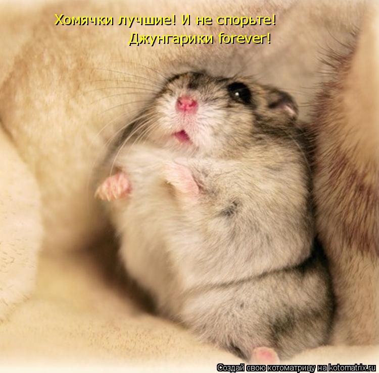 Хомячки лучшие! И не спорьте! Джунгарики forever!... Котоматрица: Хомячки лучшие! И не спорьте! Джунгарики forever!