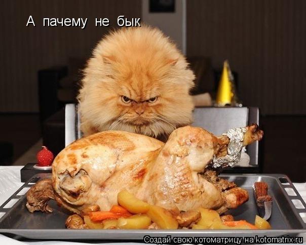 Котоматрица: А  пачему  не  бык