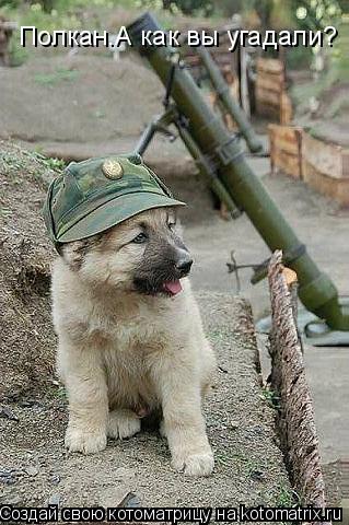 Полкан.А как вы угадали?... Котоматрица: Полкан.А как вы угадали?