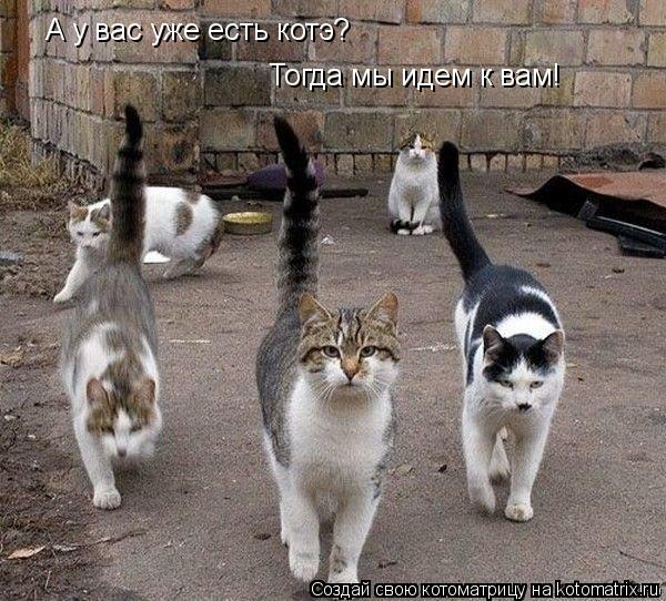 Котоматрица: А у вас уже есть котэ? Тогда мы идем к вам!