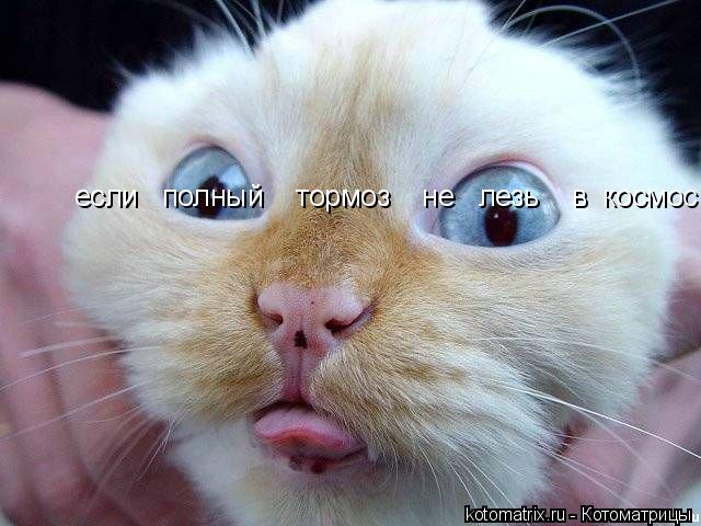 Котоматрица: если   полный    тормоз    не   лезь    в  космос