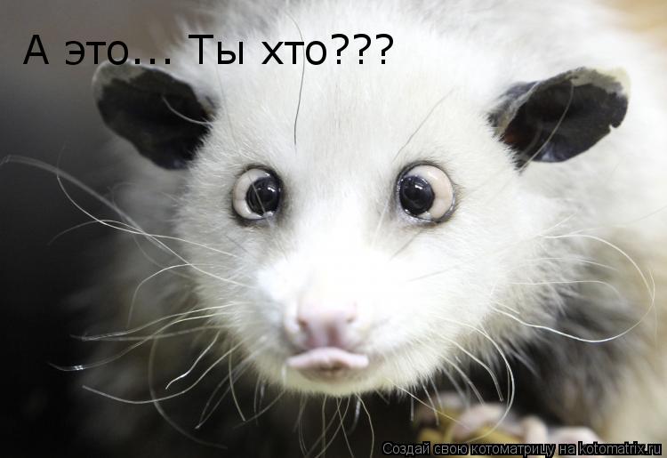 Котоматрица: А это... Ты хто???