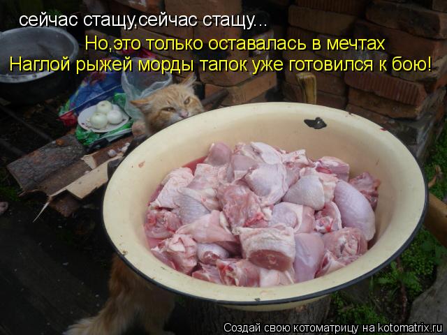 Котоматрица: сейчас стащу,сейчас стащу...   Но,это только оставалась в мечтах    Наглой рыжей морды тапок уже готовился к бою!