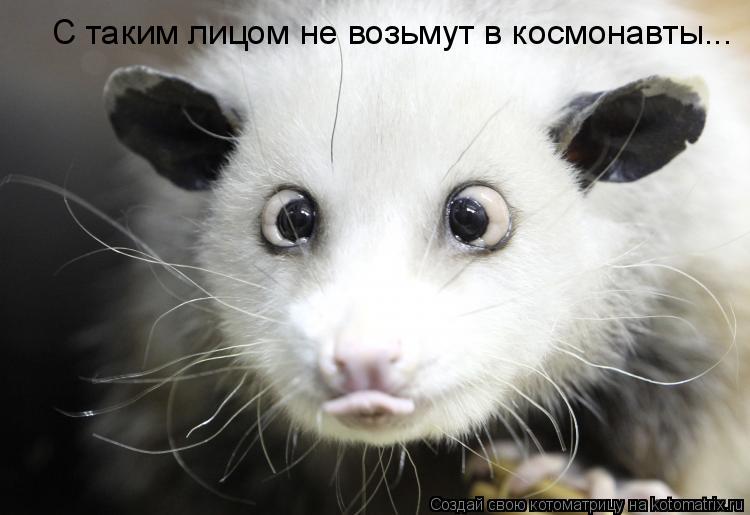 С таким лицом не возьмут в космонавты...... Котоматрица: С таким лицом не возьмут в космонавты...
