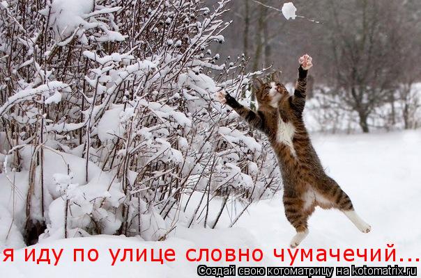 Котоматрица: я иду по улице словно чумачечий...