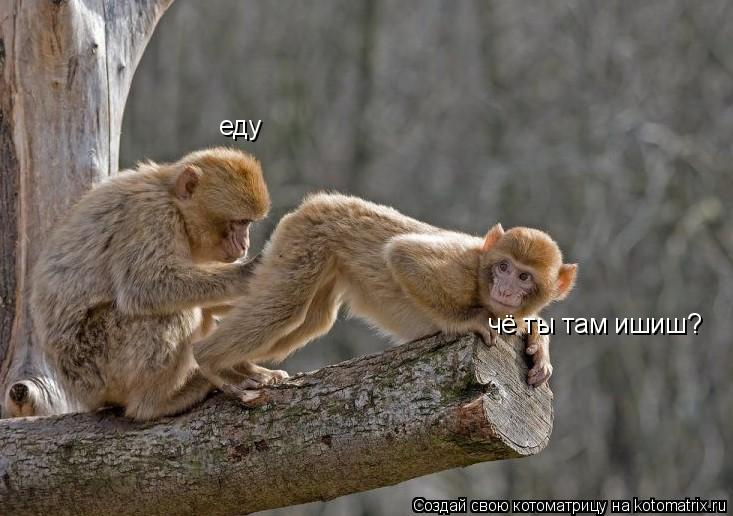 Котоматрица: чё ты там ишиш? еду
