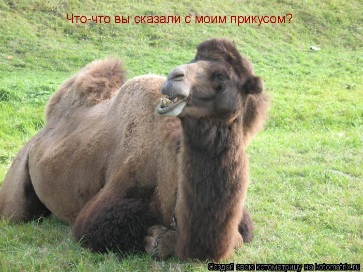 Что-что вы сказали с моим прикусом?... Котоматрица: Что-что вы сказали с моим прикусом?