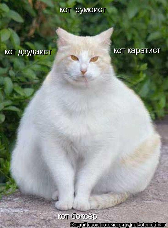 кот сумоист кот дзудаист кот каратист кот боксёр... Котоматрица: кот сумоист кот дзудаист кот каратист кот боксёр