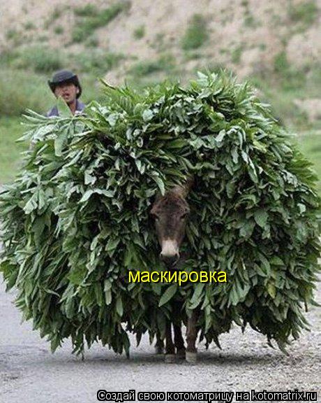 Котоматрица: маскировка