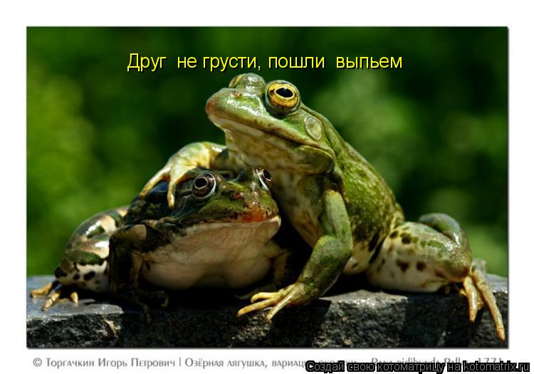 Котоматрица: Друг  не грусти, пошли  выпьем