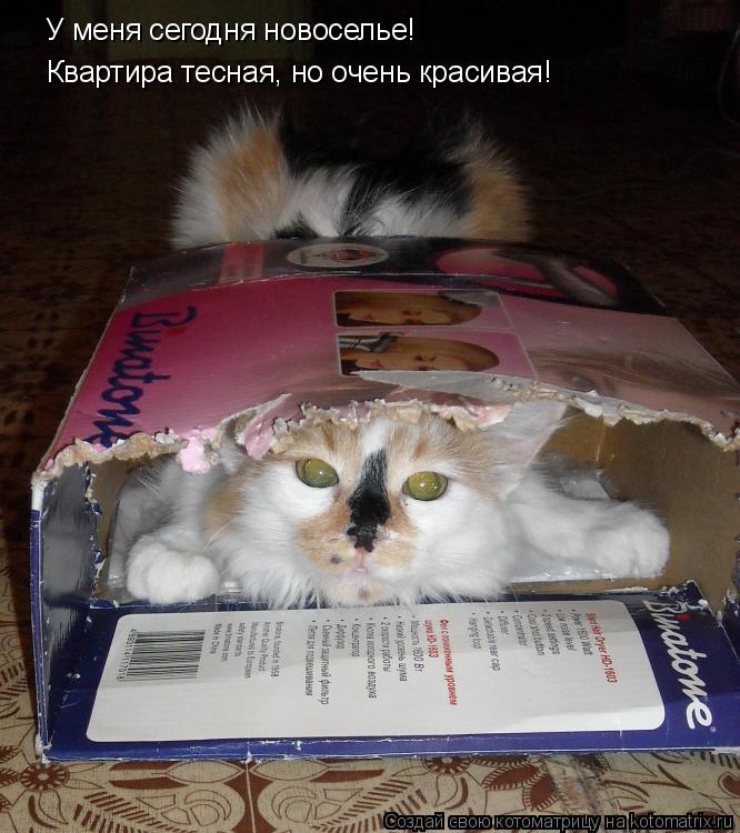 У меня сегодня новоселье! Квартира тесная, но очень красивая!... Котоматрица: У меня сегодня новоселье! Квартира тесная, но очень красивая!